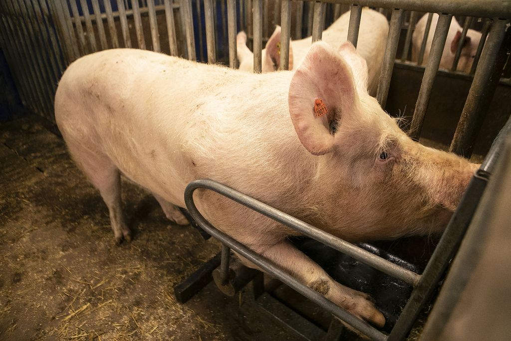 Forssan kidutuskohu: Aktivistin puheet sikojen hakkaamisesta olivat pötyä