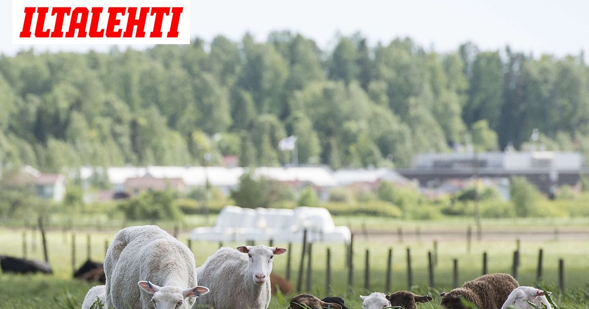 www.iltalehti.fi