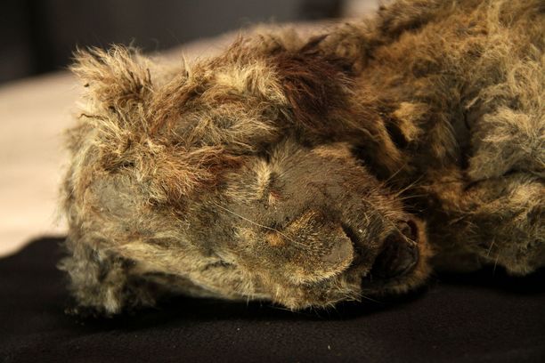 Luolaleijona on Venäjän Siperiassa elänyt, noin 10 000 vuotta sitten sukupuuttoon kuollut laji. Kuvassa parin kuukauden iässä kuollut Sparta-pentu.