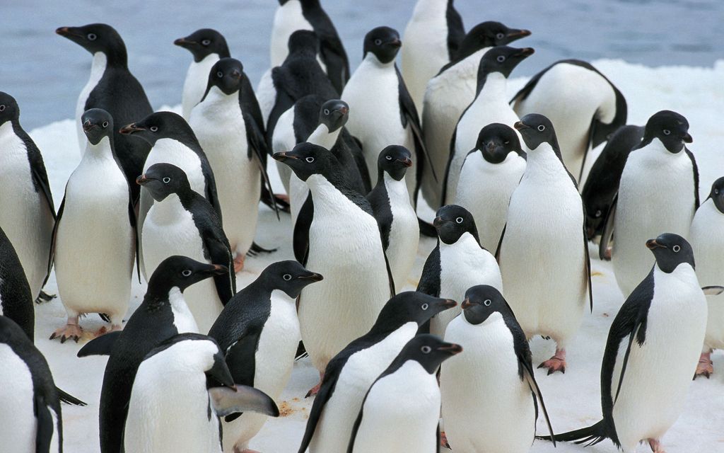 Sydäntäsärkevä epäily: Jopa tuhansia pingviinejä on voinut kuolla lintu­influenssaan