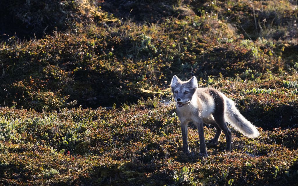 Luontokuvaaja teki ikävän tempun Lapin erämaassa