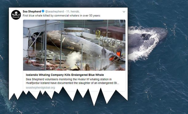 Aktivistijärjestö Sea Shepherdin ja islantilaisen valaanpyyntiaseman välille on syntynyt valtava riita siitä, ovatko valaanpyytäjät tappaneet sinivalaan.