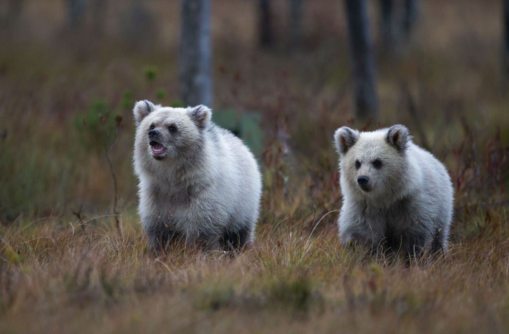 Muistatko Kuhmon valkoisen karhunpennun? Erittäin harvinaisia valkoisia karhuja kulkee Kuhmossa useampia - katso upeat kuvat