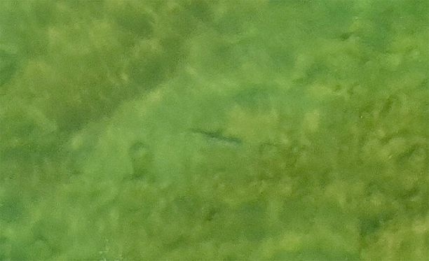 Kuvan keskellä näkyvä viiru on arviolta kolmemetrinen hai, joka kuvattiin Avocan rannalla maanantaina pian surffarin jouduttua hyökkäyksen kohteeksi.