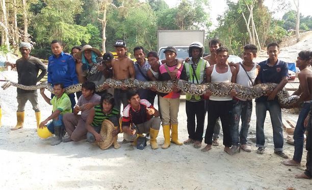 Malesiassa pyydystettiin maailman suurin käärme