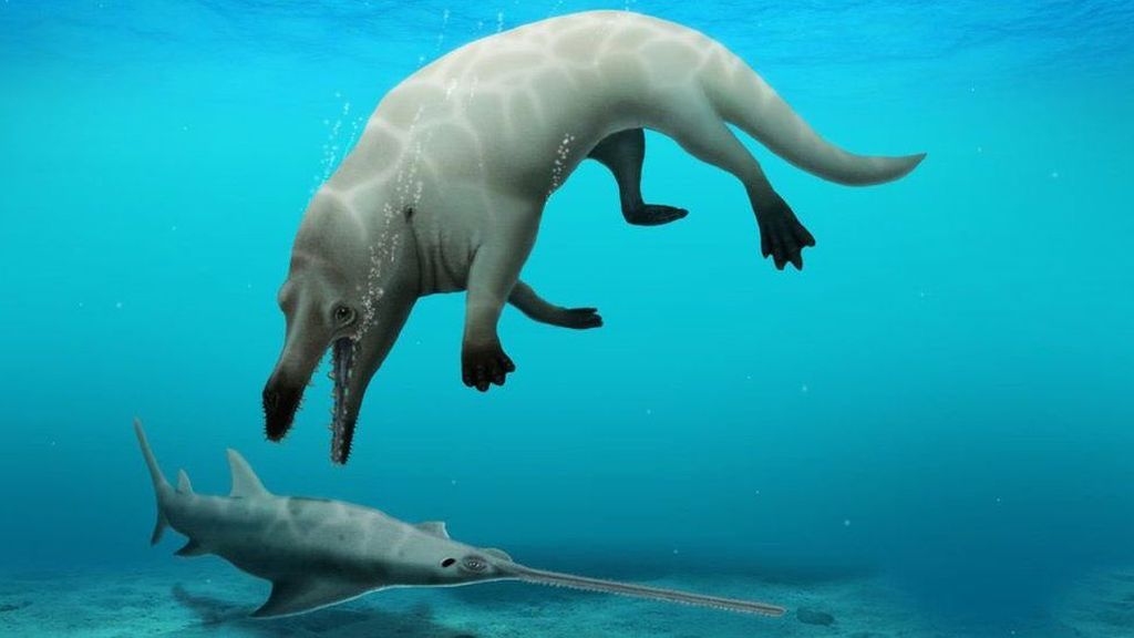 Egyptistä löytyi nelijalkaisen maallakin liikkuneen valaan fossiili – kyseessä aiemmin tuntematon laji