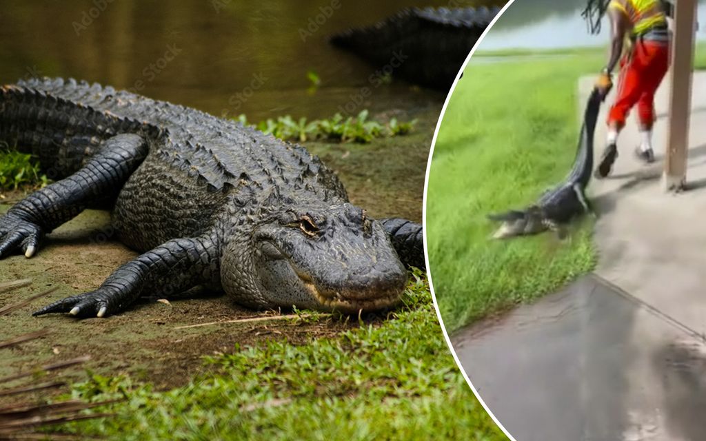 Alligaattori ilmestyi puistoon - amerikkalais­mieheltä jäätävä reaktio 