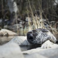 Pääkirjoitus: Norppien suojeluun tarvitaan tehokkaat keinot