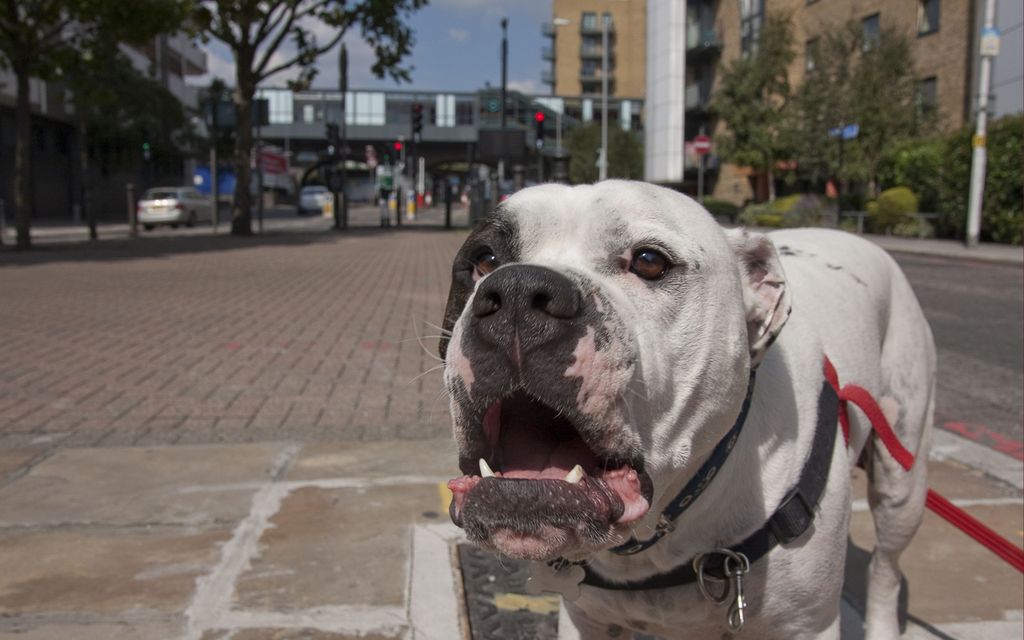Koirat raatelivat kuutta ihmistä koulun lähellä Britanniassa – ”Todennäköistä, että koirat tappavat ihmisen”