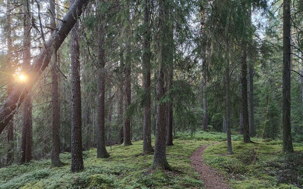 Brittilehti: Suomen luonnossa on nähty hälyttävä käänne