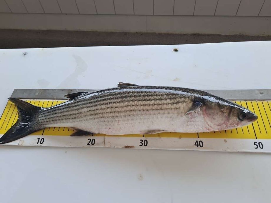 An actual rarity was revealed from the catch of the fisherman Antero
 – 2024-07-28 12:28:24