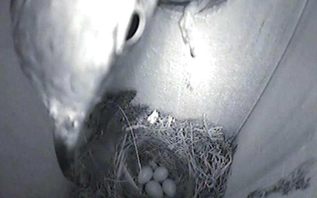 Suomalaisessa metsässä kuvattiin tapahtuma, mikä yllätti tutkijat