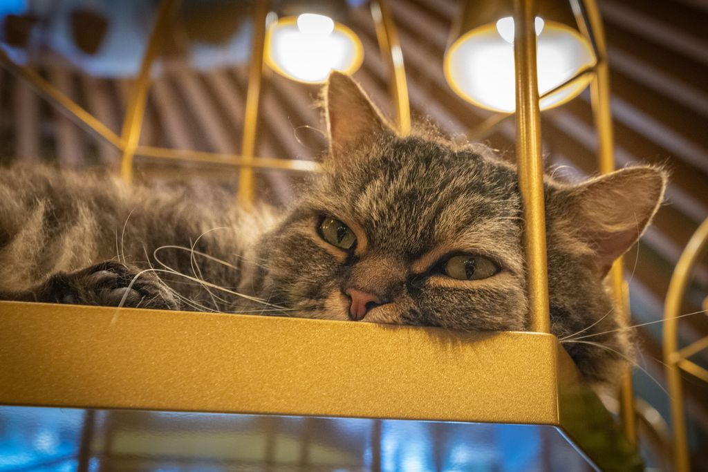 Tässä vasta kissaihmisen unelma – majatalo vuokraa kissoja vieraidensa seuraksi