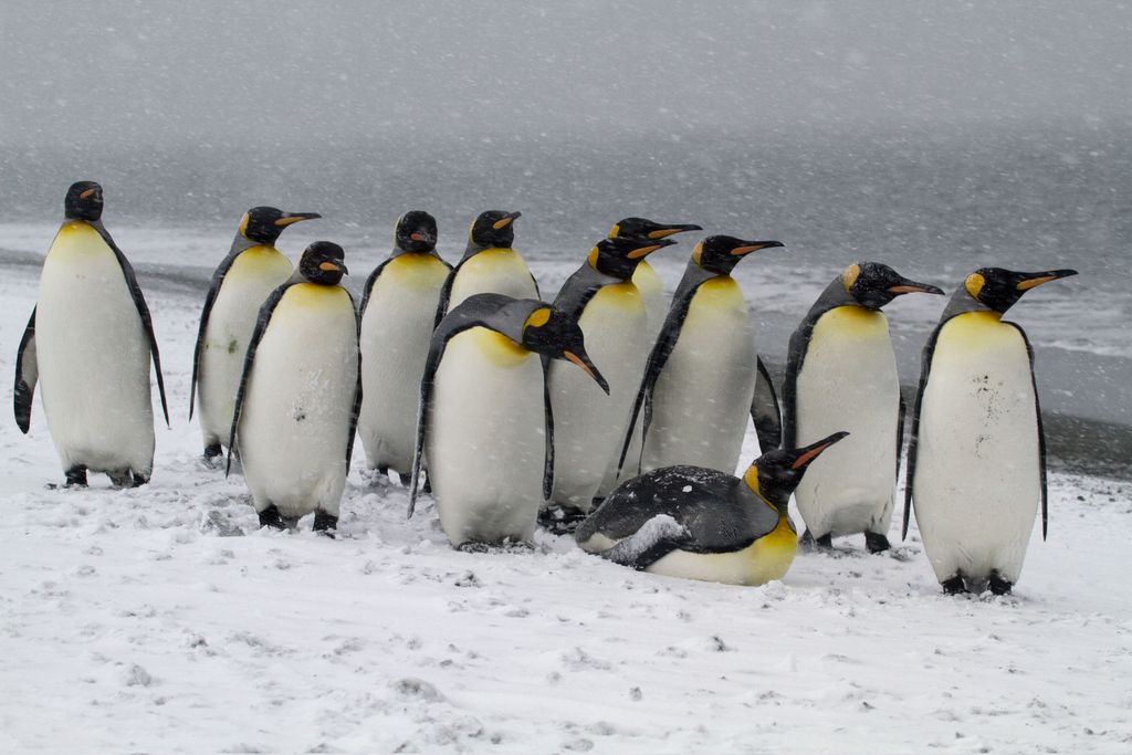 Australia aikoo rakentaa lentokentän Etelämantereelle, pingviinien pesintä vaarassa