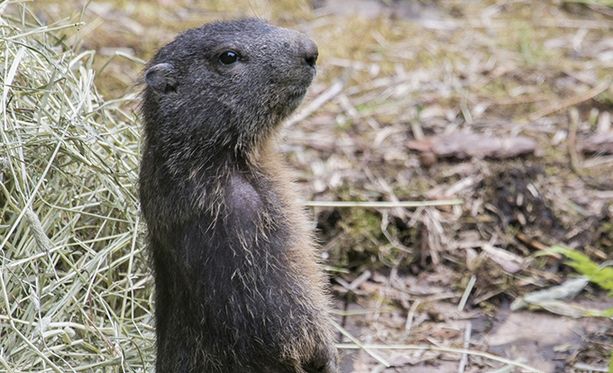 Korkeasaaren alppimurmeli heräsi talviunilta ja sen kyllä huomaa