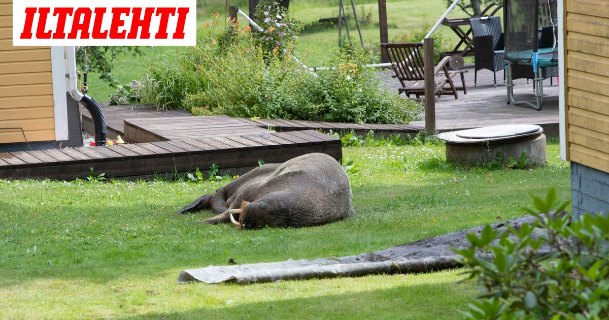 www.iltalehti.fi