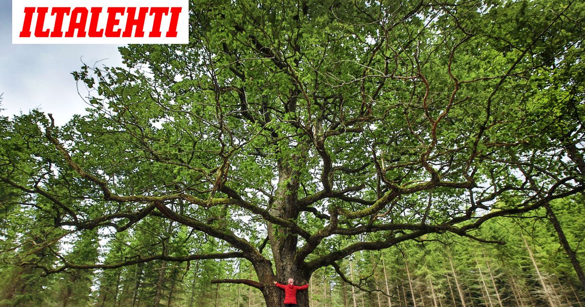 Here are the three most famous trees in Finland – Have you seen them yet?