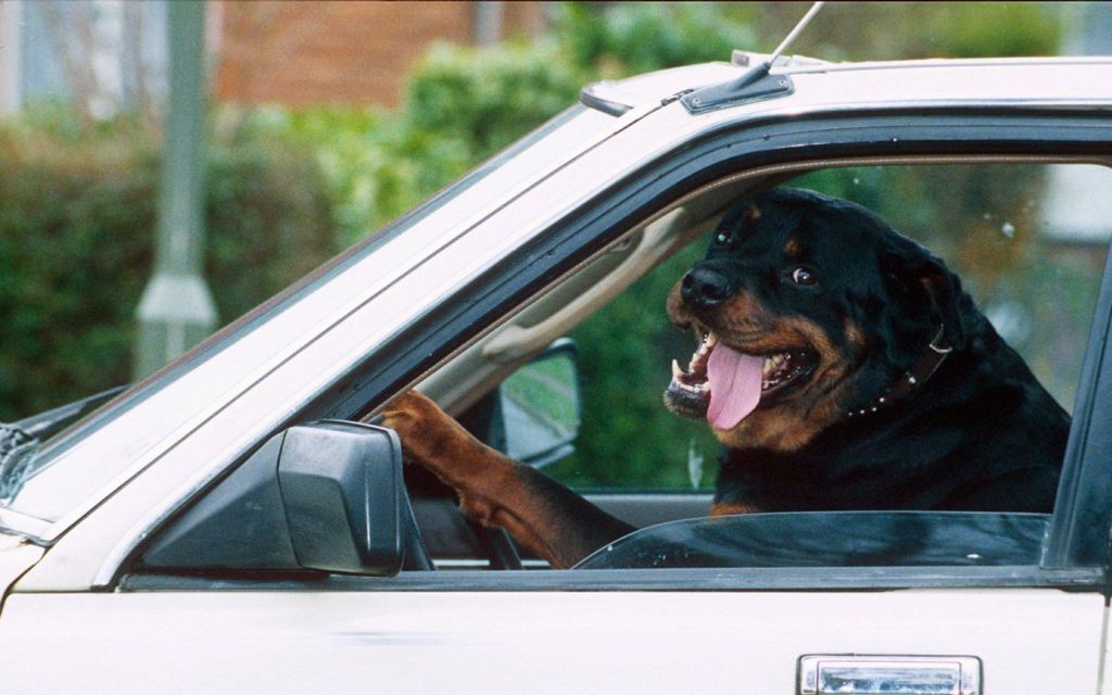 Kännikuskilla eeppinen selitys USA:ssa – Yritti lavastaa koiransa kuljettajaksi