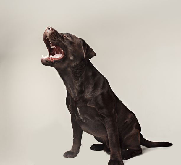 Rajanveto koiran luontaisen ja häiritsevän haukkumisen välillä on usein vaikeaa.