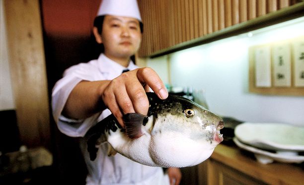 Kaksi myrkkykalaa päätyi vahingossa myyntiin ja katosi Japanissa - kaupunki  hälytystilassa