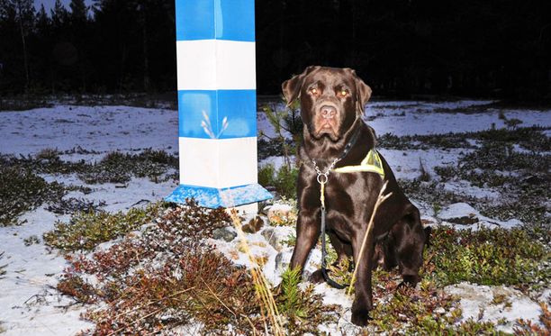 Pohjoiskarjalainen rajatarkastuskoira Eddie näytti suomalaista osaamista Espanjassa jo viime kesänä paljastamalla jättimäisen huumelastin.