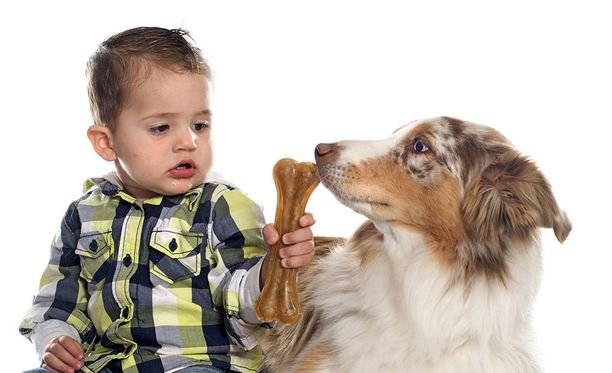PERHE KOIRAT OSA2 Koiranomistajat eivät erota riskitilanteita, kun koira on  vauvan seurassa