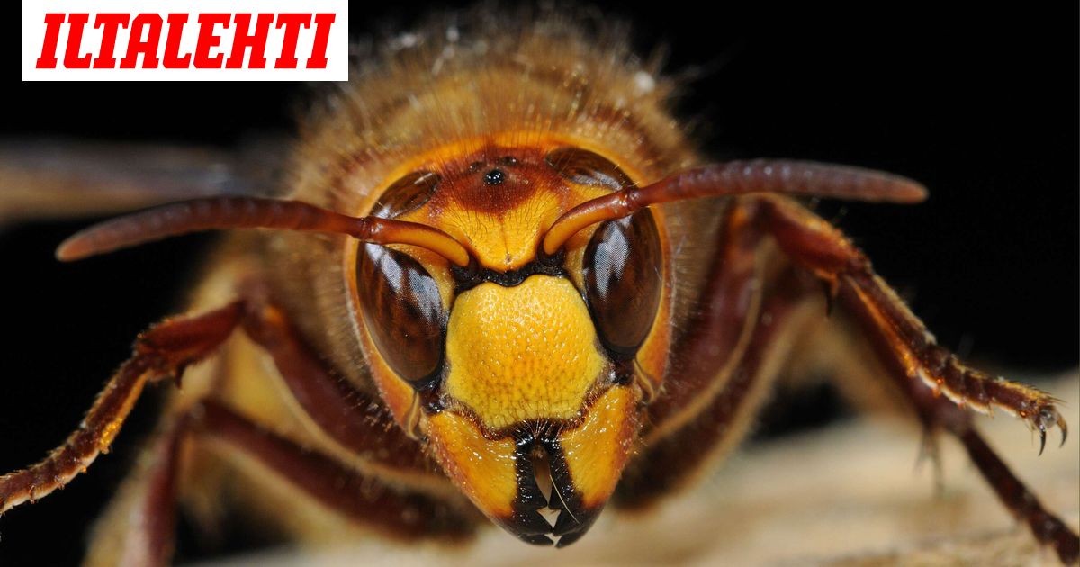 www.iltalehti.fi