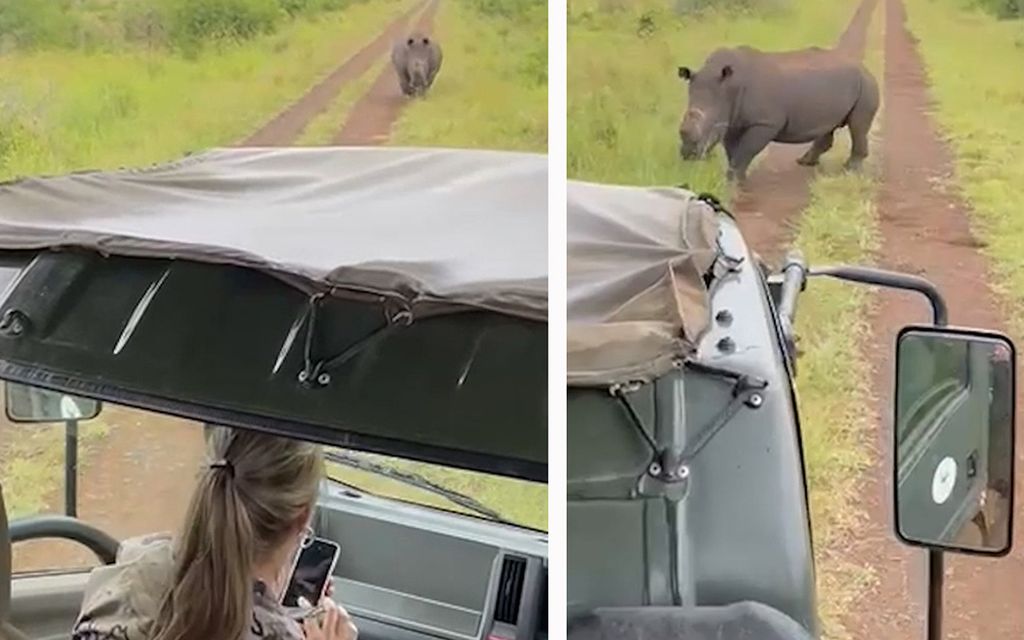 Turistit yritettiin ajaa pois safarilta