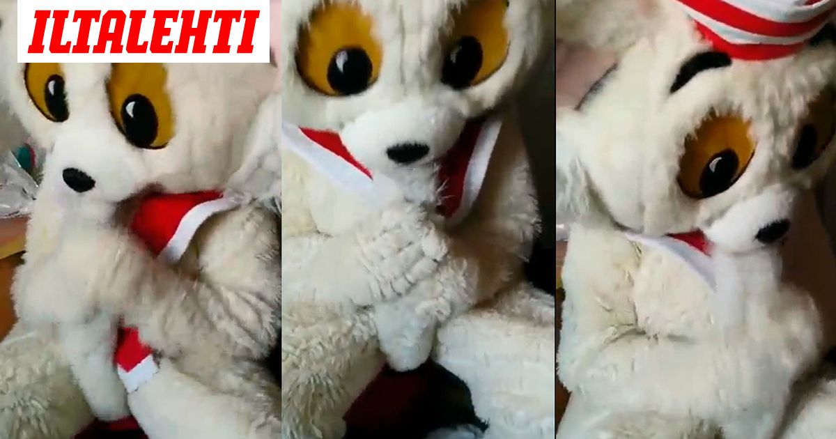 Viking Linen Rakastetusta Kissamaskotista Leviaa Netissa Harski