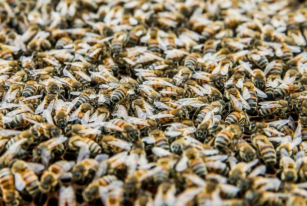 Seinän takaa löytyi valtava mehiläisyhdyskunta. (Kuvituskuva)