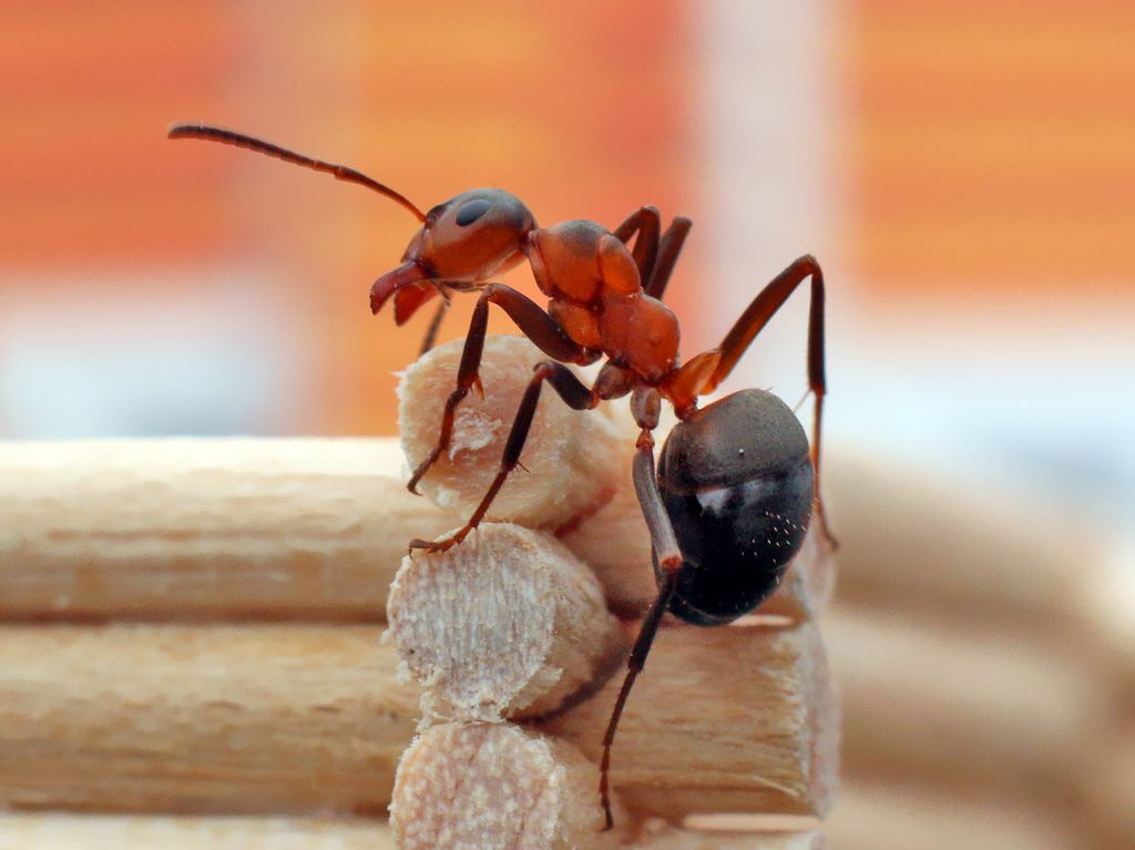 Muurahaiset kotona - vain yksi aiheuttaa tuhoa