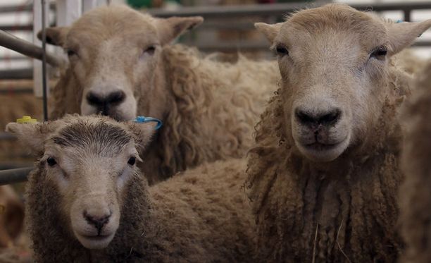 Syyttäjien on todistettava, että lammas kärsi seksistä. Kuvan lampaat eivät liity tapaukseen.