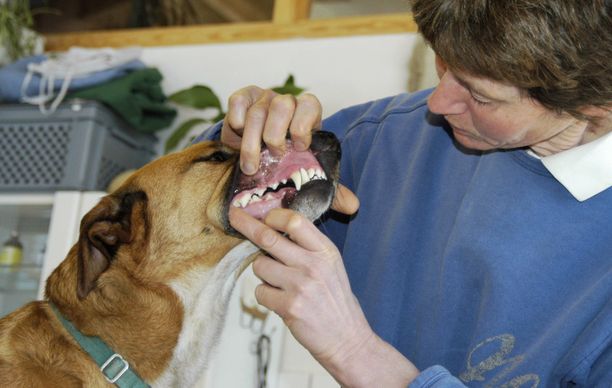 Eläinlääkäreiden mukaan osa koirista kärsi hammashoidon laiminlyönnistä. Kuvituskuva, joka ei liity tapaukseen.