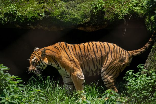 Harimau Bengal ini hidup di sebuah kebun binatang di Nepal, tetapi negara ini telah berhasil melipatgandakan jumlah harimau liar di negara tersebut.