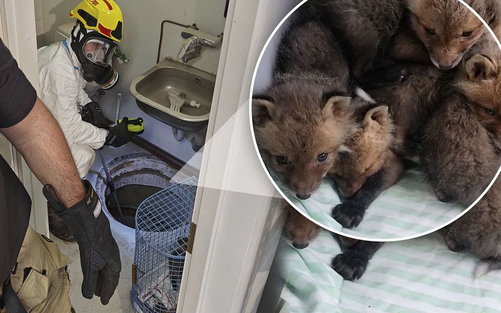 Lattiakaivosta löytyi ketunpoikasia: Tapauksesta alkoi päiviä kestänyt pelastus­operaatio