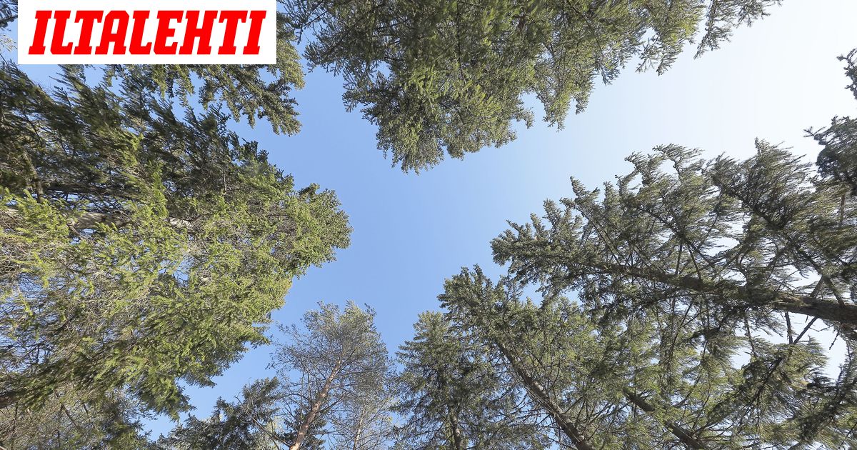 Lasten istuttama kuusimetsä niitettiin maan tasalle Vetelissä - Vimarsana News