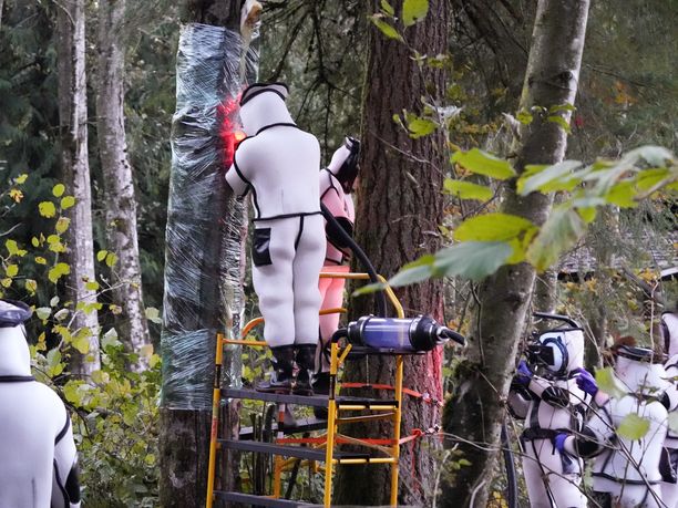 Tiettävästi ensimmäinen Yhdysvalloista löydetty kiinanherhiläisten pesä hävitettiin onnistuneesti lauantaina, Washingtonin osavaltion maatalousministeriö ilmoittaa.