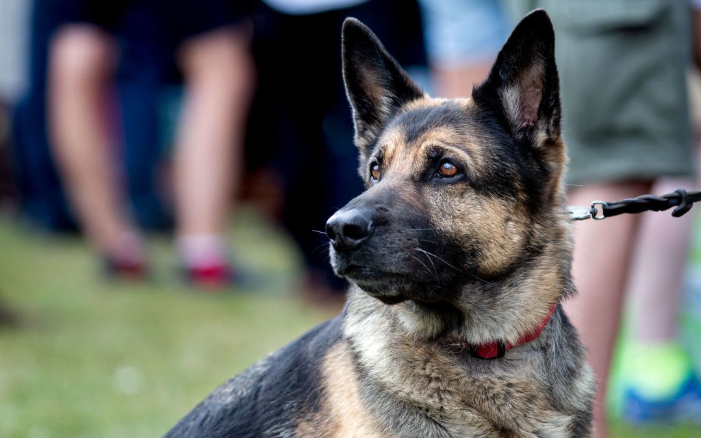 Koira raateli vauvan hengiltä – Asiantuntija: Tämän takia koira puree lasta