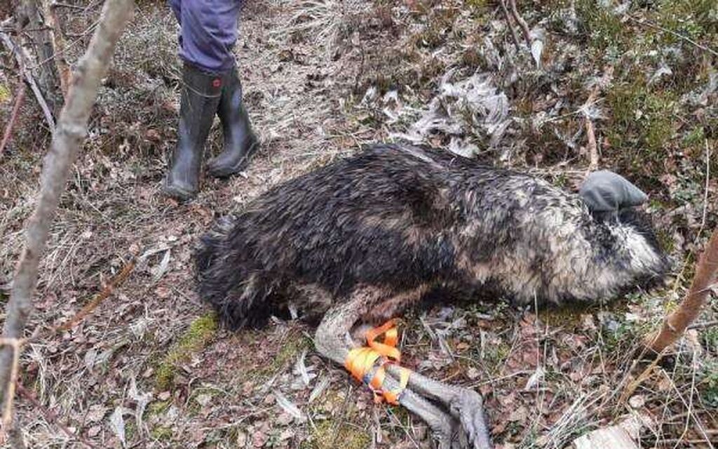 Emu karkasi Lieksassa – Kuva näyttää miten jättilintu rauhoitettiin    