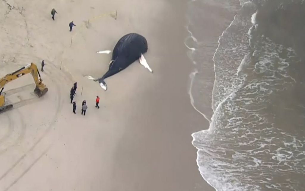 Valas ajautui rannalle New Yorkissa: ”Suurin vuosikymmeneen”