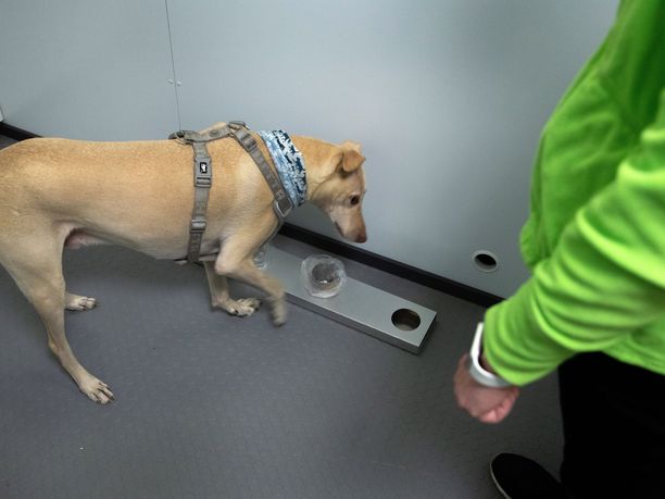 Koronaviruksen tunnistavat koirat aloittivat työnsä Helsinki-Vantaan lentokentällä tällä viikolla. Kuvassa Kössi-niminen koira.