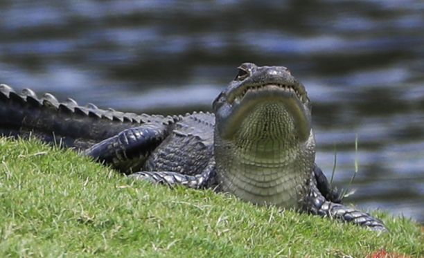 Alligaattori aiheutti vakavan liikenneonnettomuuden Etelä-Carolinassa. Kuvituskuva.
