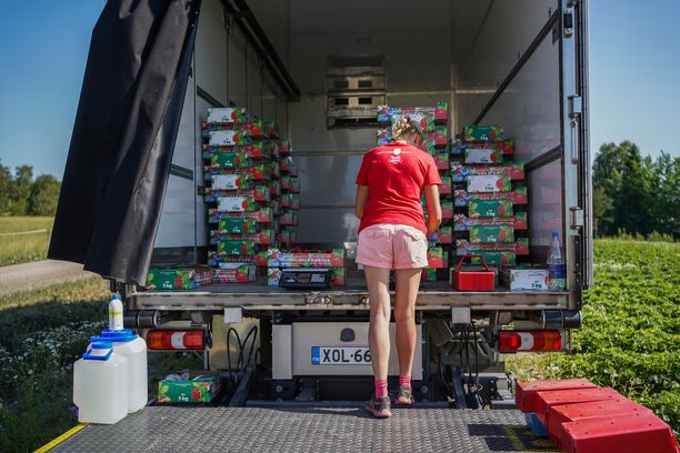 Kaupallinen yhteistyö K-Citymarket Länsikeskus: Kesän kotimainen  suosikkiherkku kuljetetaan nopeasti lähitilalta myyntiin – ”Jokainen  mansikka, poimija ja asiakas on meille tärkeä”