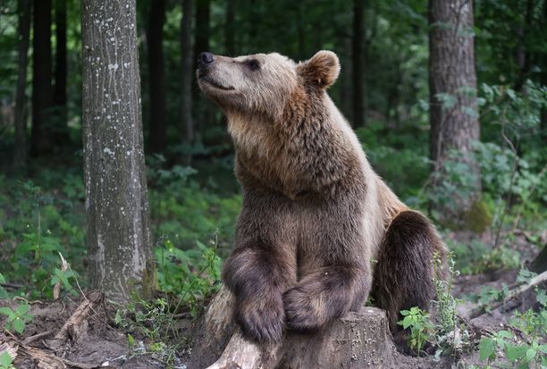 Karhu kiipesi korkean aidan yli vapauteen. (Kuvituskuva)