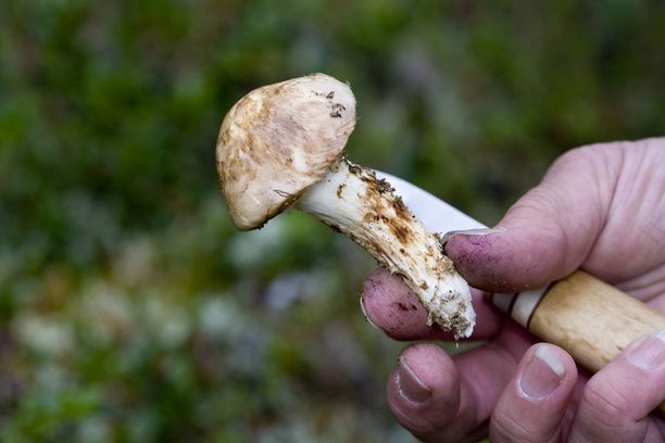 Matsutake-sienen tunnistaa sen voimakkaasta tuoksusta.