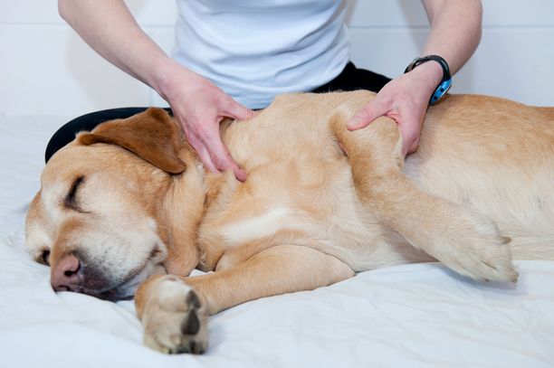 Hierontahetken voi ottaa kotona säännölliseksi viikkorutiiniksi. Silloin on mahdollista huomata mahdollisia muutoksia koiran tuki- ja liikuntaelimistön tilassa.