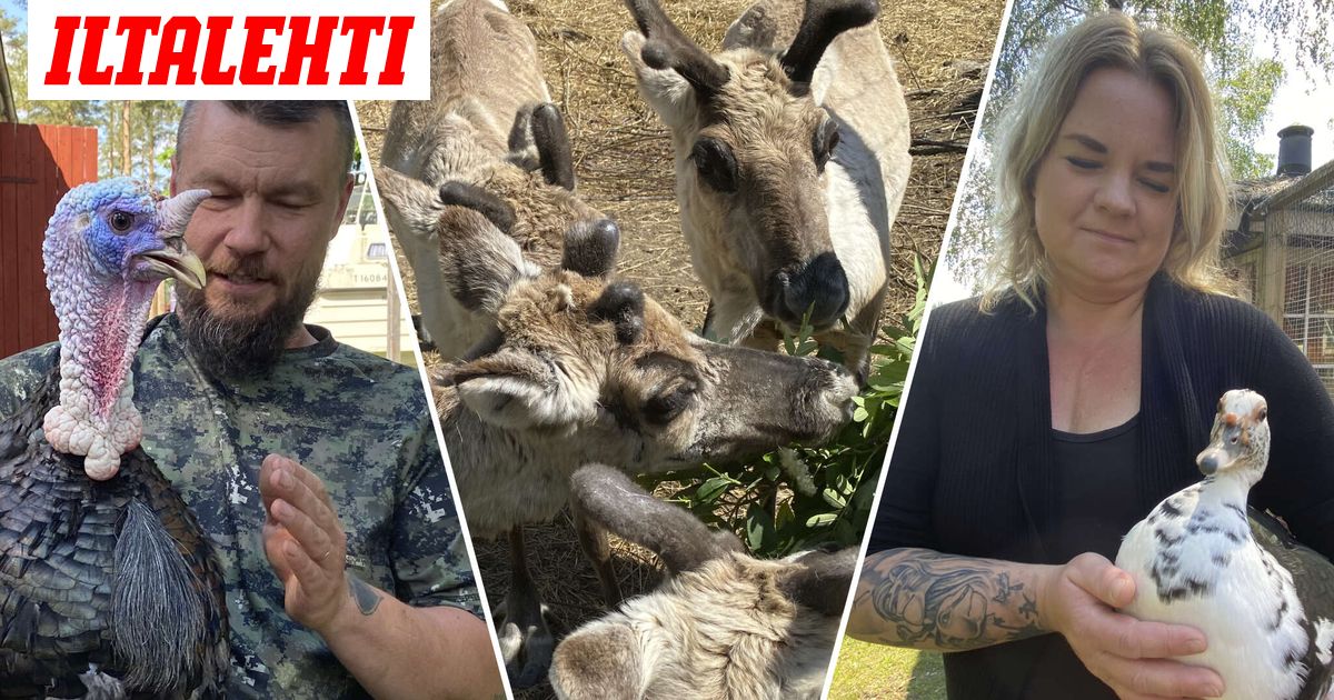 Niko and Tia only had to buy a couple of bunnies – Now they have a whole zoo