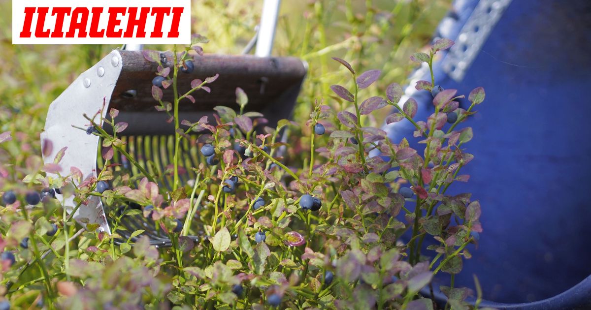 Mustikasta Maksetaan Poimijoille Ennatyshintaa Tattisatoa Luvassa Vasta Sateiden Jalkeen