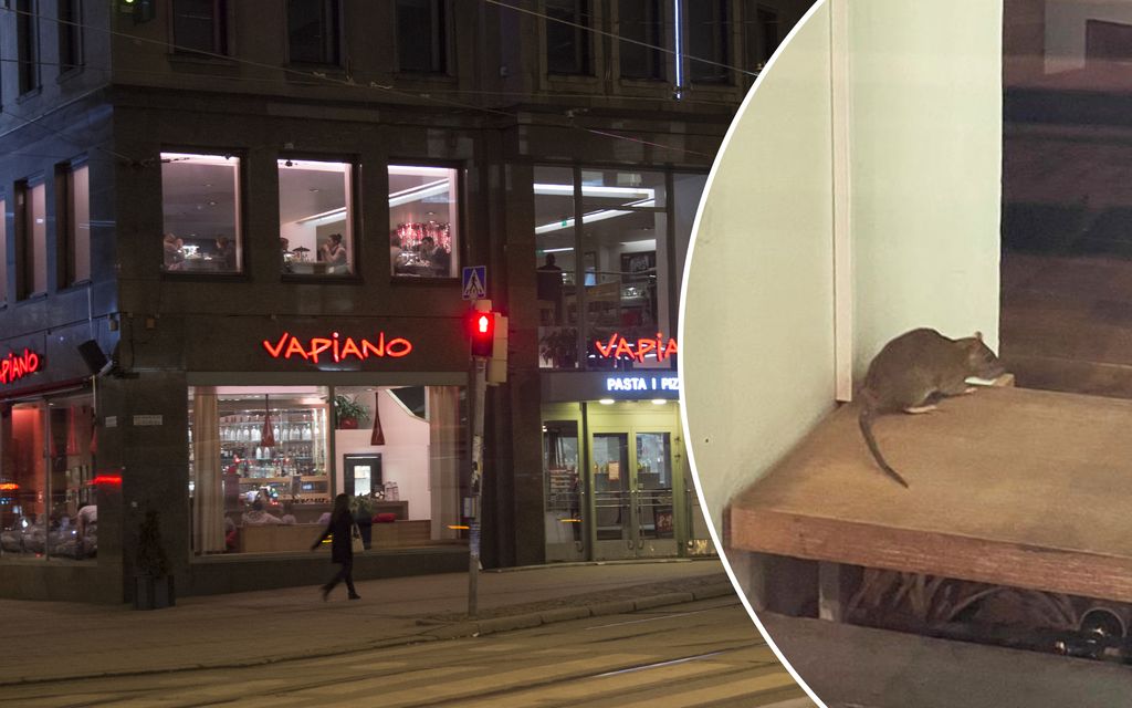 Video: Helsinkiläis­ravintolassa rotta – näin ketju vastaa