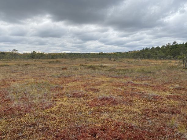 Valkmusa on suosituimmillaan syys- ja lokakuussa. Silloin suon väritys hivelee silmää, eikä hyönteisistä ole riesaa.
